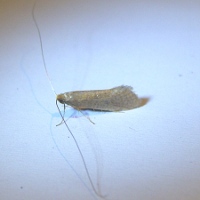 lion coppice Nematopogon swammerdamella2
