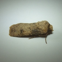 Shuttle Shaped Dart