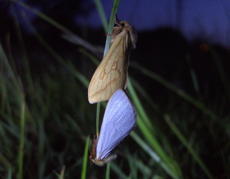 Pair of Ghost Moths (Hepialus humuli) mating